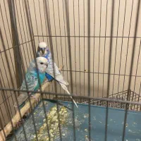 جفت مرغ عشق بسیار زیبا