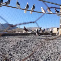 ده جفت شازده