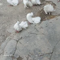 دکفتر دم چتری