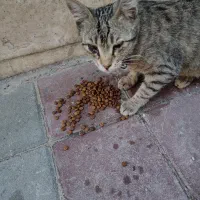 گربه با قلاده زرد با قلب های صورتی