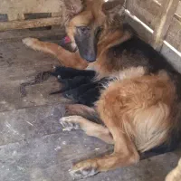 سگ ژرمن