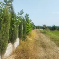 فروش ۸۰۰۰ متر باغ نارنگی