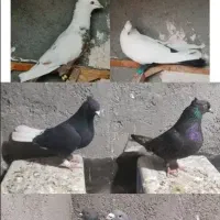 کبوتر ،کفتر طاووسی پاکستانی، دم چتن ،زاغ دم سفید