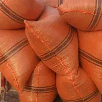 کاه عدس شلیف گرفته