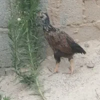 جوجه ویاندوت سیلور و گلین