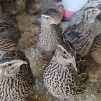 تخم بلدرچین