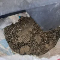 زل کفتر.کبوتر