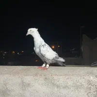 کبوتر