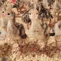 جوجه بوقلمون برنز اصل نژادسنگین