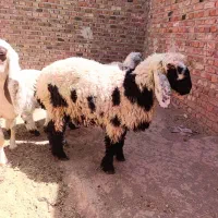 میش مری زایده و بره