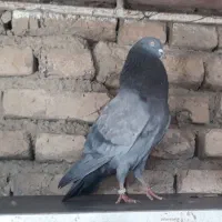 کبوتر انگلیسی