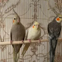 عروس هلندی با وسایل