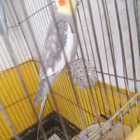 عروس هلندی نر