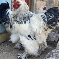 جوجه مرغ و خروس زینتی برهما لهستانی پلند عثمانی...
