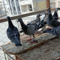فروش جوجه مسافتی