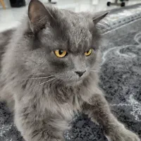 گربه