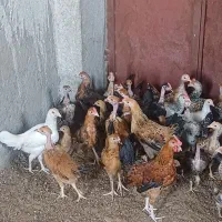 جوجه خونگی