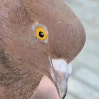 کبوتر سرخ . ماده