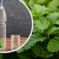 عرق نعنا و بادرنجبویه خانگی