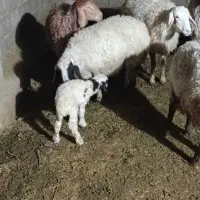 فروش میش وبره