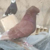 کبوتر