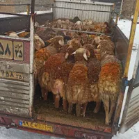 تضمین قیمت کیفیت گوسفند ارگانی زنده وپرگوشت