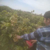 باغ انگور دربناب