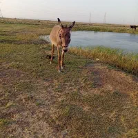 الاغ سرحال مناسب گله