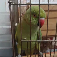 طوطی|جواهرات|کهنوج, |دیوار