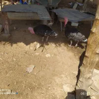 بوقلمون تخم گذار