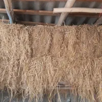 کلوش سرچینا تازه و خشک