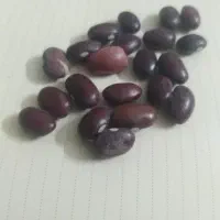 لوبیا قرمز