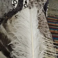 شاه پر شتر مرغ
