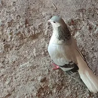 کبوتر گمشده در ایلخچی