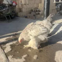 خروس برهما جوان ۶ ماهه