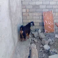 چپش بزغاله چاق روغنی