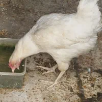 مرغ تنخم گذار