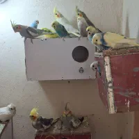 عروس هلندی و مرغ عشق