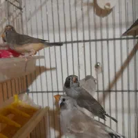 فنچ نروماده لپ سیاه و زبرا تازه مولد شده جوان