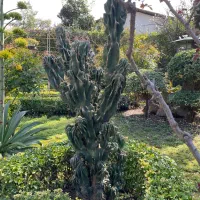 کاکتوس صخره ای (سنگی)