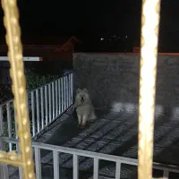 سگ ساموئید باهوش