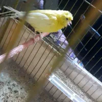 قناری نر مست به شرط همراه قفس