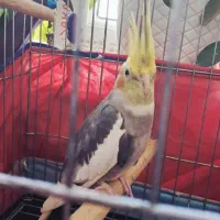 عروس هلندی