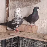 کبوتر