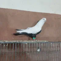 دمبی سیاه