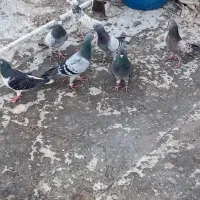 ۷ نر پریده