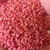 فروش بذر گندم اوکراینی