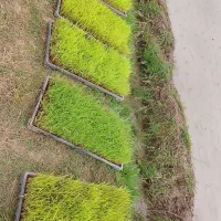 توم هاشمی