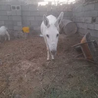 الاغ ماده آبستن