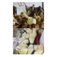 جوجه گلپایگانی و خروسک